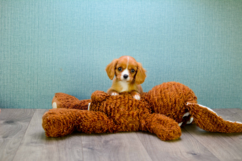 Cavalier King Charles Spaniel Puppy for Adoption