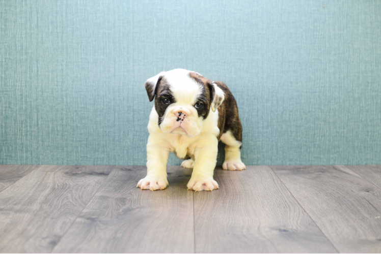 Cute English Bulldog Mix Pup