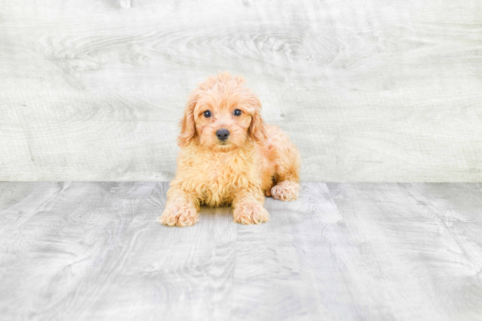 Mini Goldendoodle Puppy for Adoption