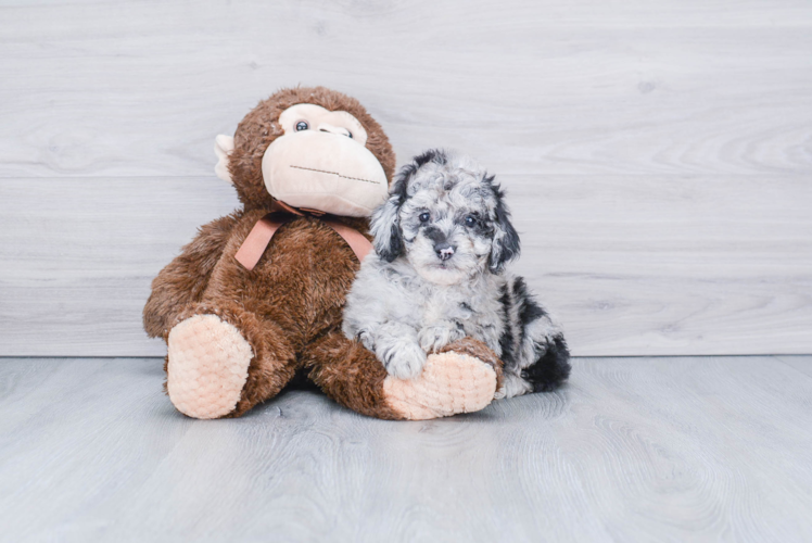 Small Mini Aussiedoodle Baby