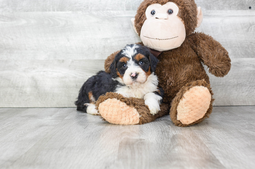 Energetic Mini Berniedoodle Poodle Mix Puppy