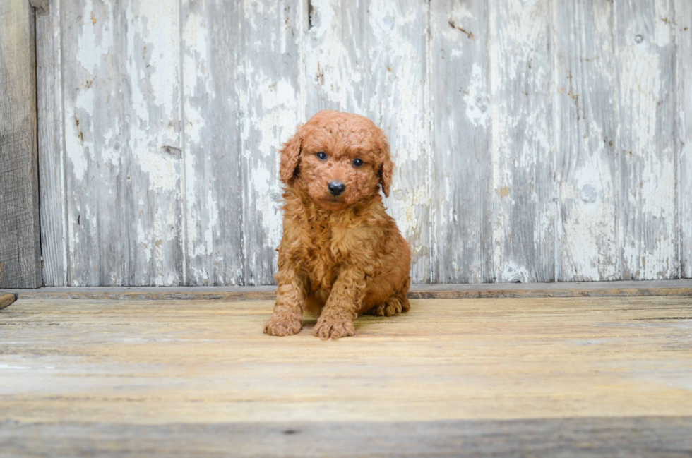 Best Mini Goldendoodle Baby