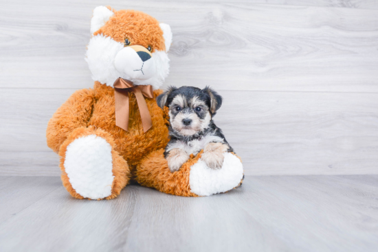 Morkie Pup Being Cute