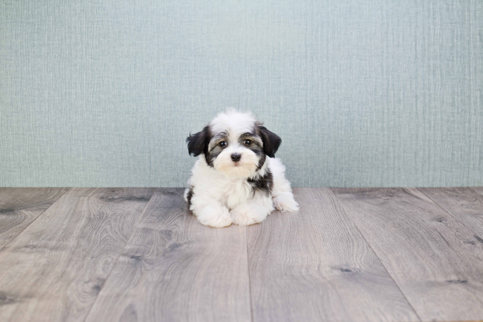 Best Havanese Baby