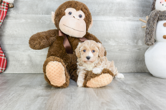 Hypoallergenic Maltepoo Poodle Mix Puppy