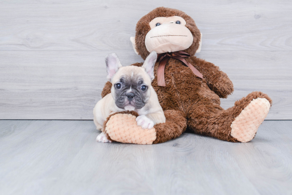 Small French Bulldog Baby