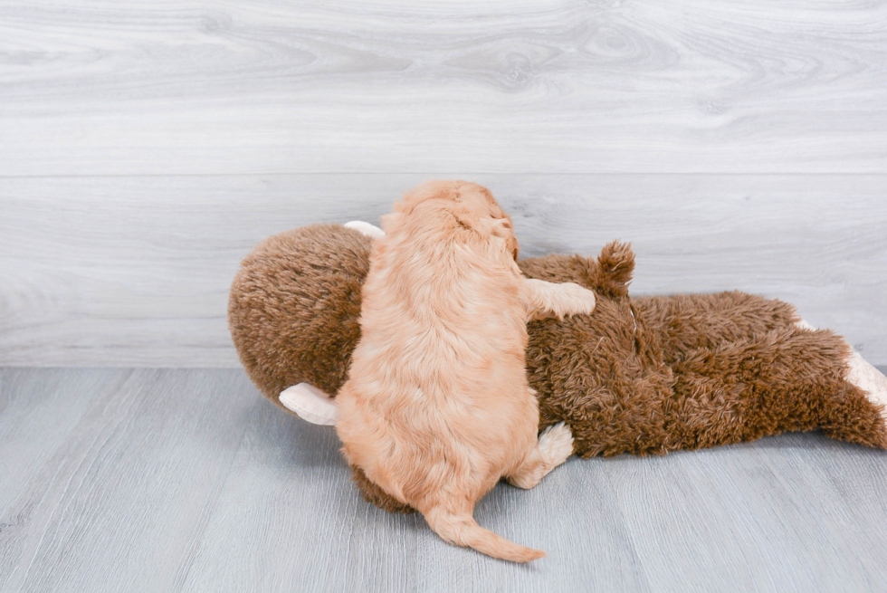 Playful Cavoodle Poodle Mix Puppy