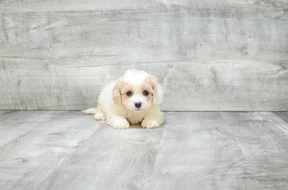 Petite Cavachon Designer Pup