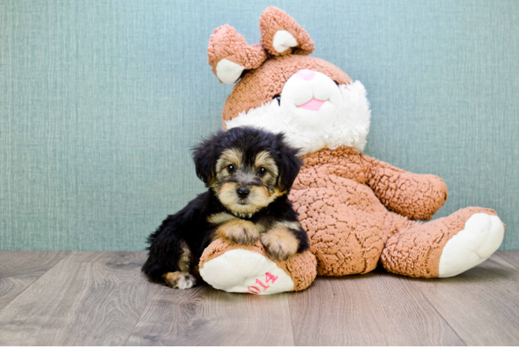 Fluffy Morkie Designer Pup