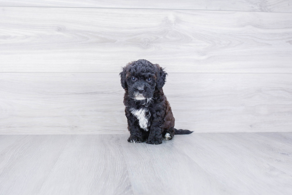 Best Mini Bernedoodle Baby