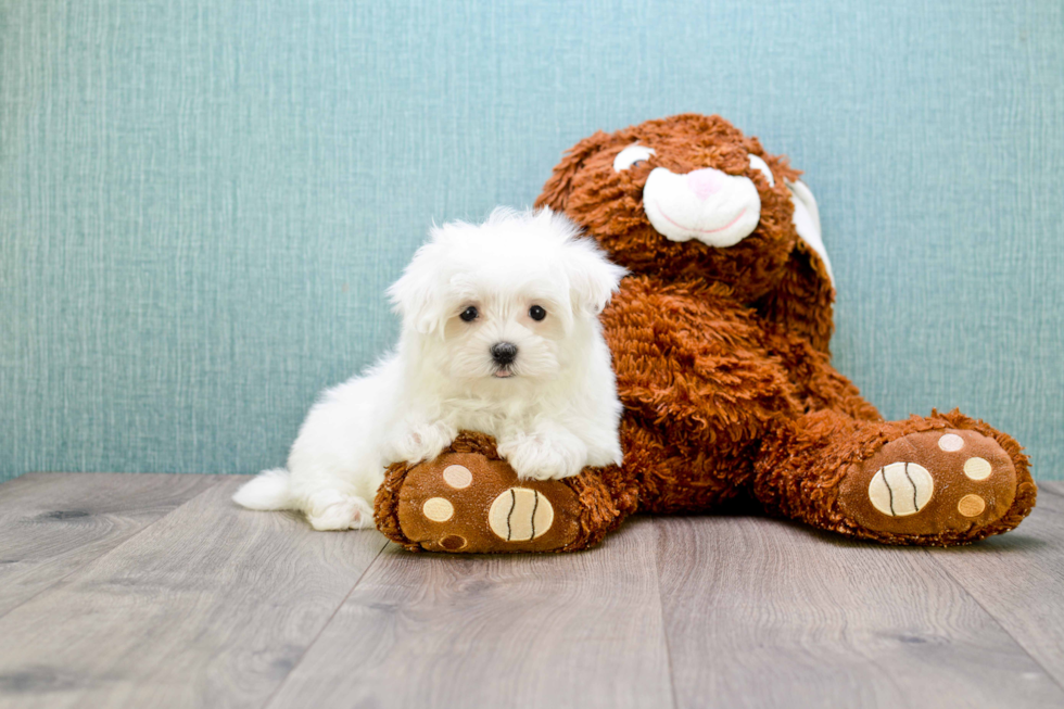 Cute Maltese Purebred Puppy