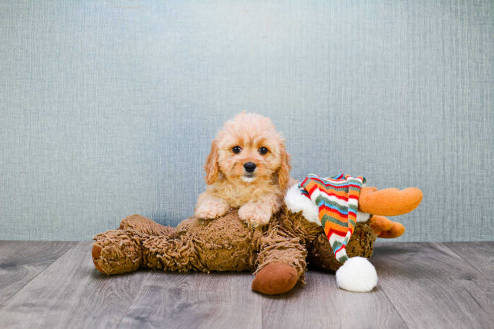 Best Cavapoo Baby