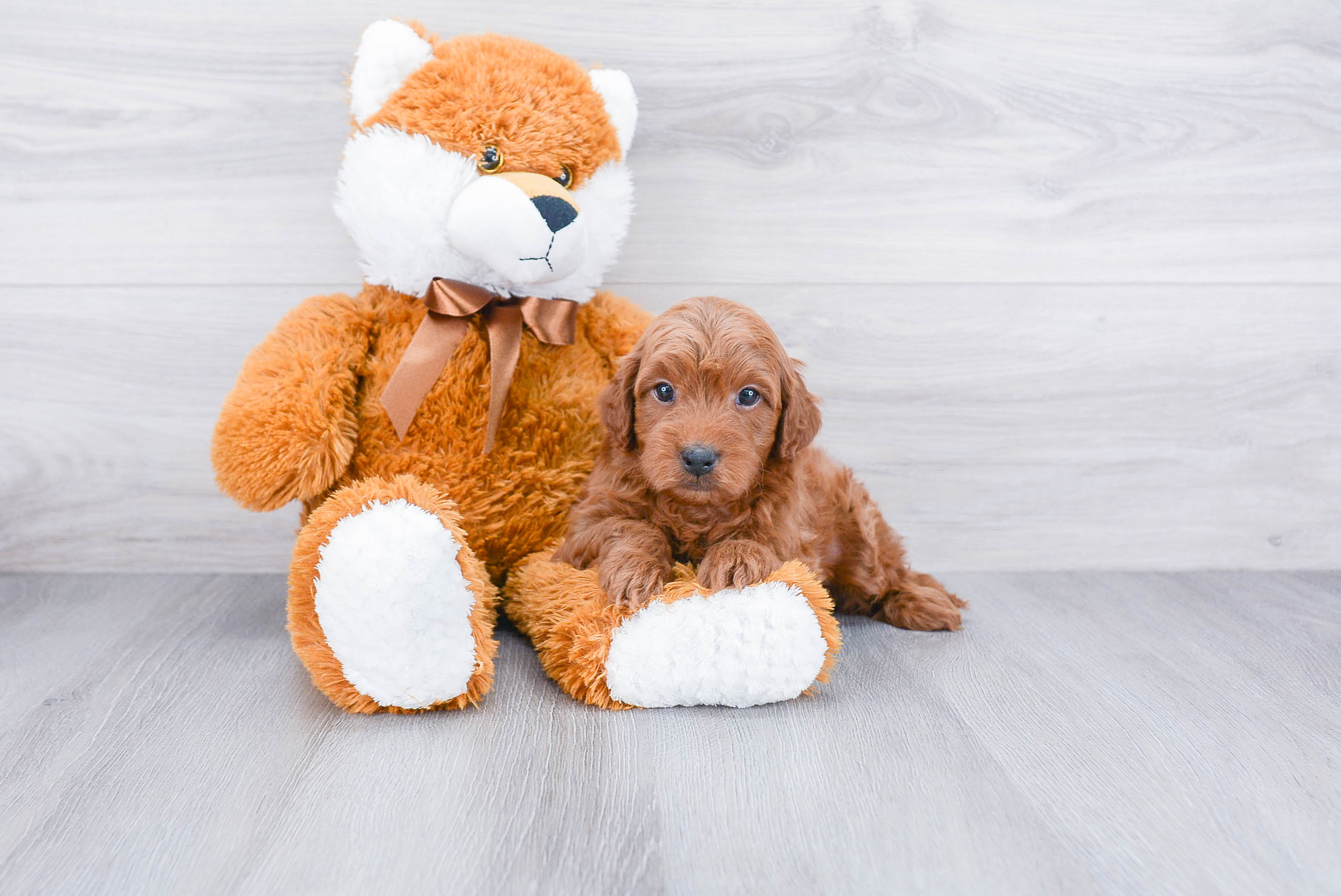 Mini Goldendoodle Puppy for Adoption
