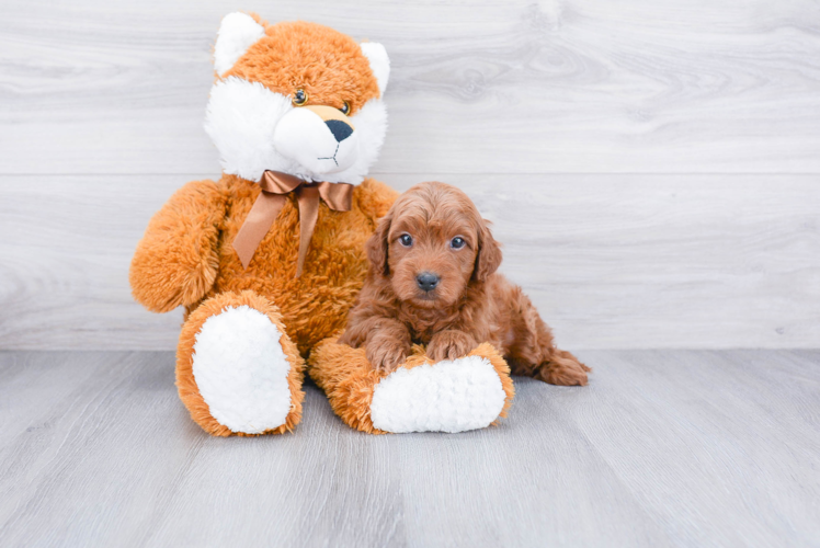 Mini Goldendoodle Puppy for Adoption