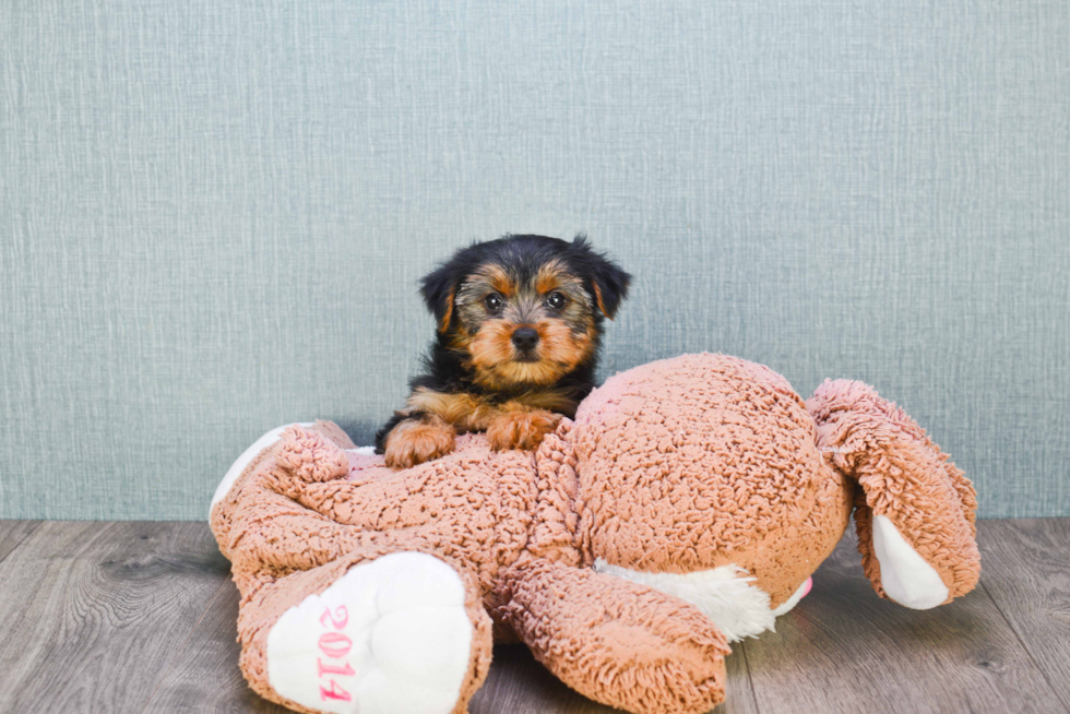 Meet Izzie - our Yorkshire Terrier Puppy Photo 