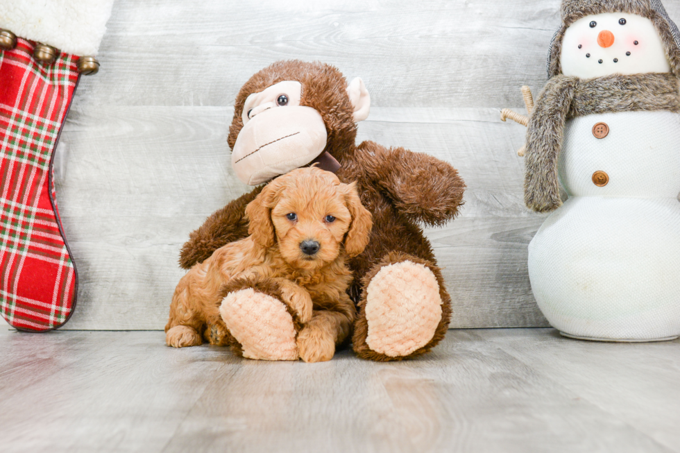 Best Mini Goldendoodle Baby