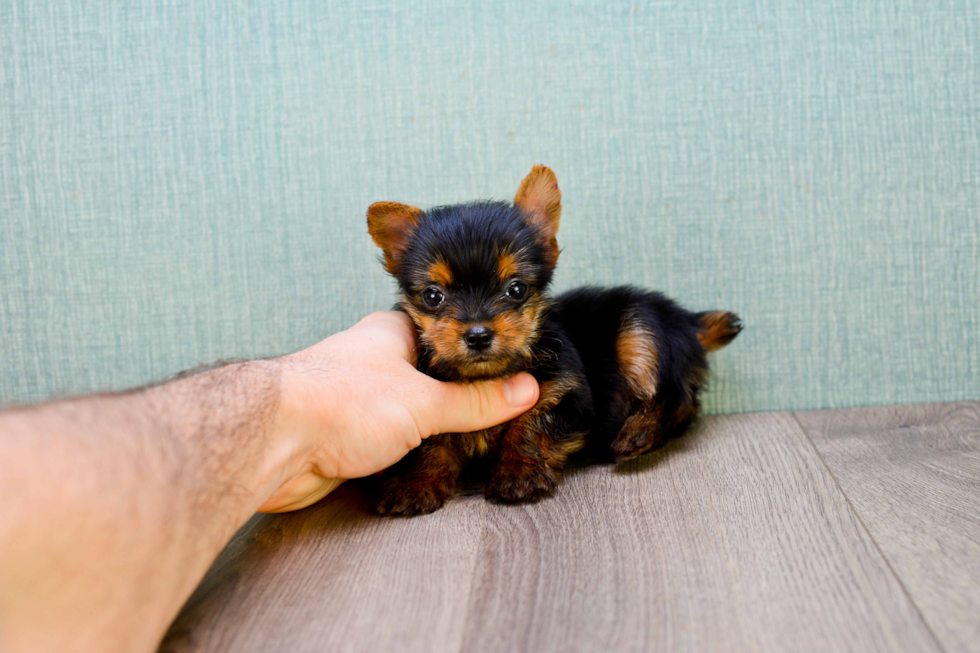 Meet Minnie - our Yorkshire Terrier Puppy Photo 