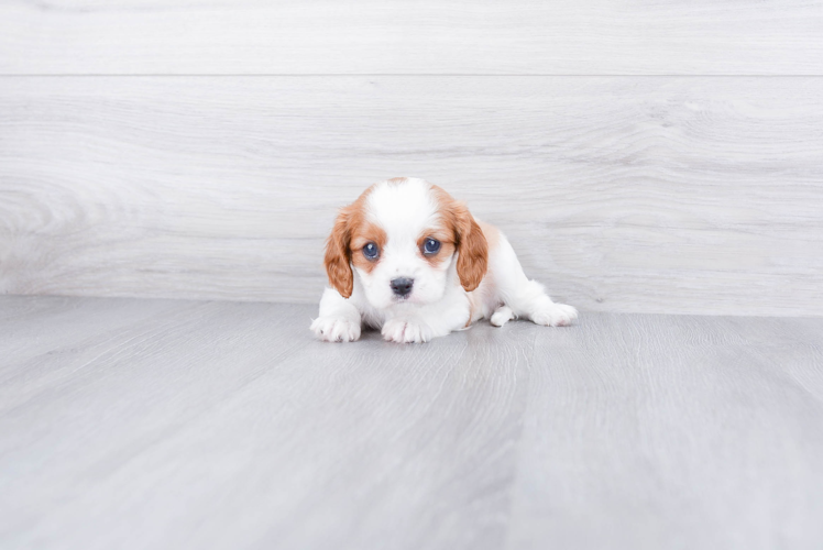 Akc Registered Cavalier King Charles Spaniel Baby