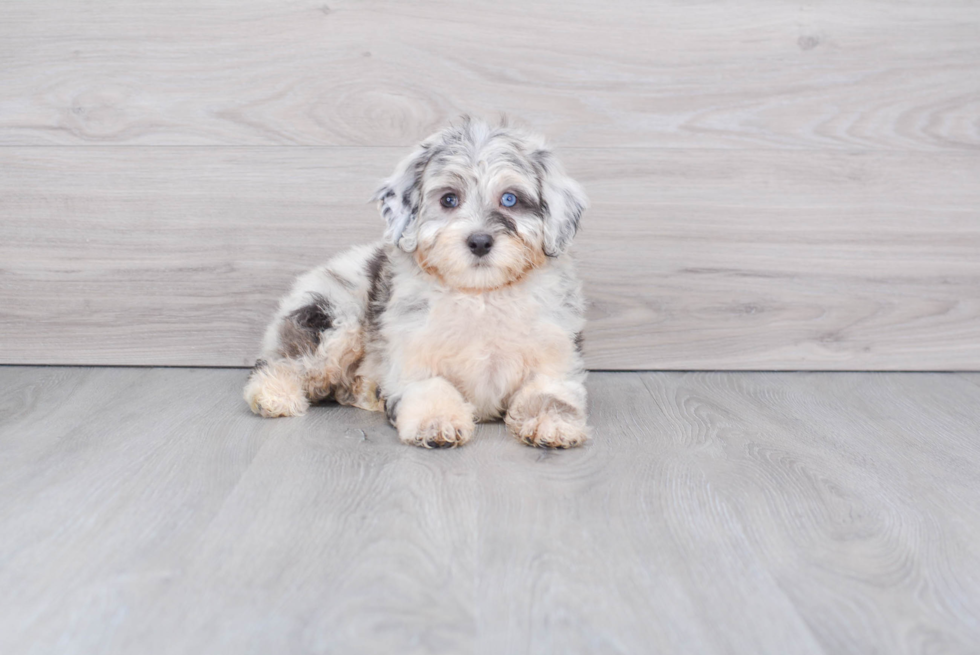 Mini Aussiedoodle Pup Being Cute