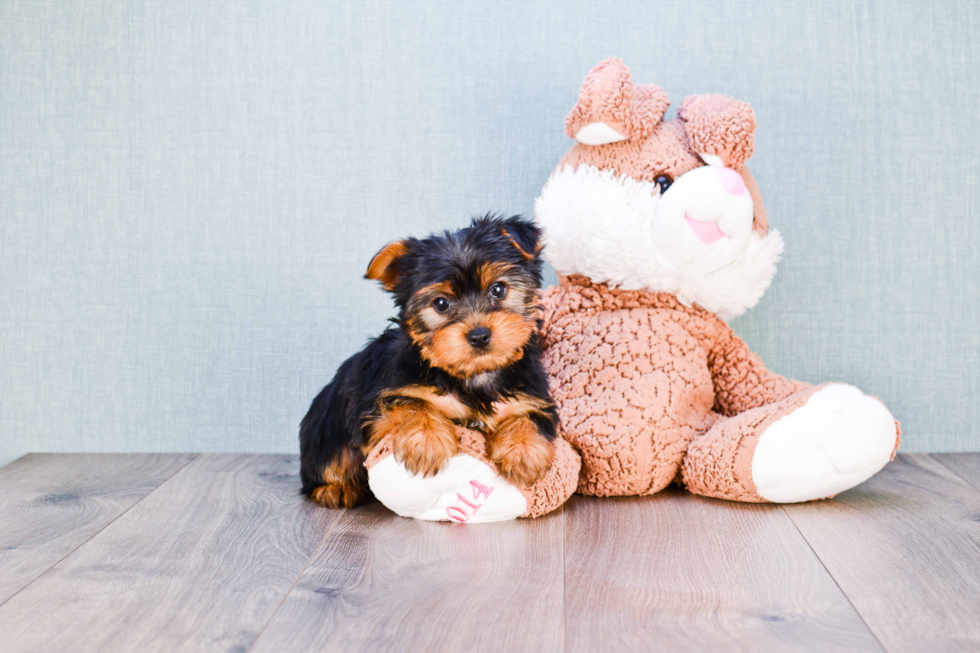 Meet Snickers - our Yorkshire Terrier Puppy Photo 