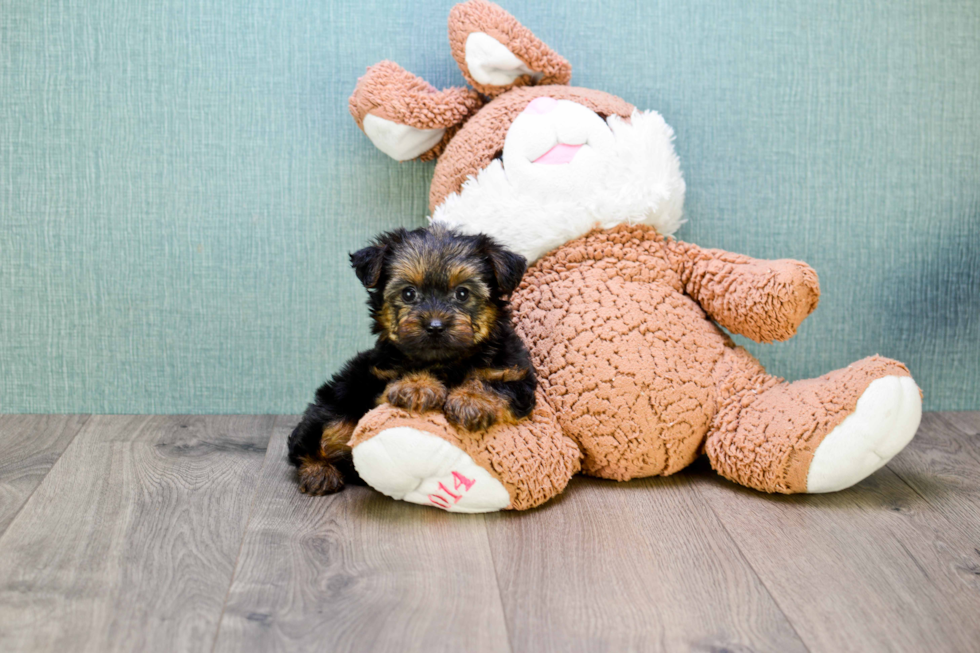 Meet Zoro - our Yorkshire Terrier Puppy Photo 