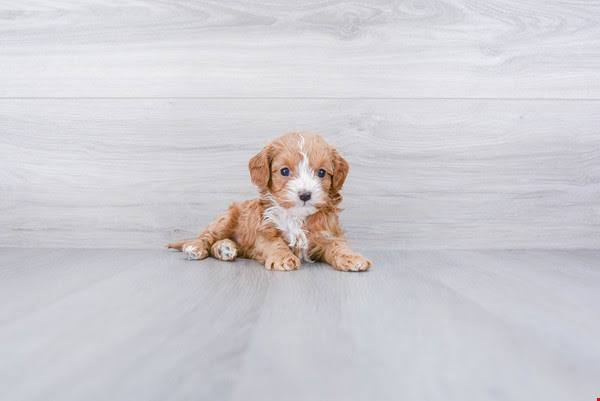 Best Cavapoo Baby