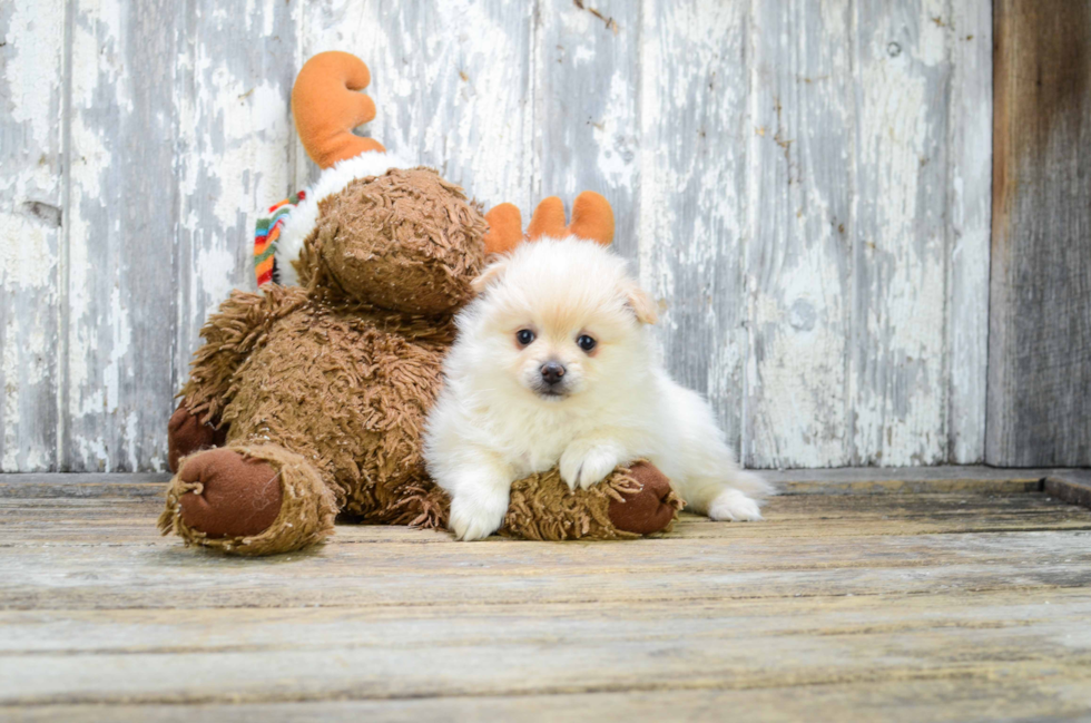 Petite Pomeranian Purebred Puppy