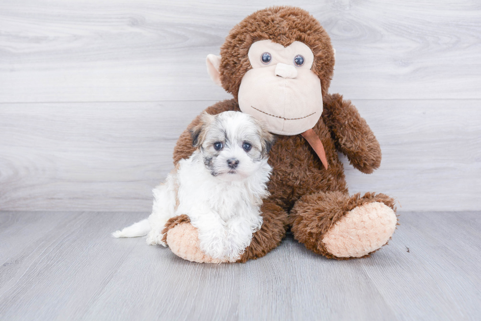 Playful Havanese Purebred Pup