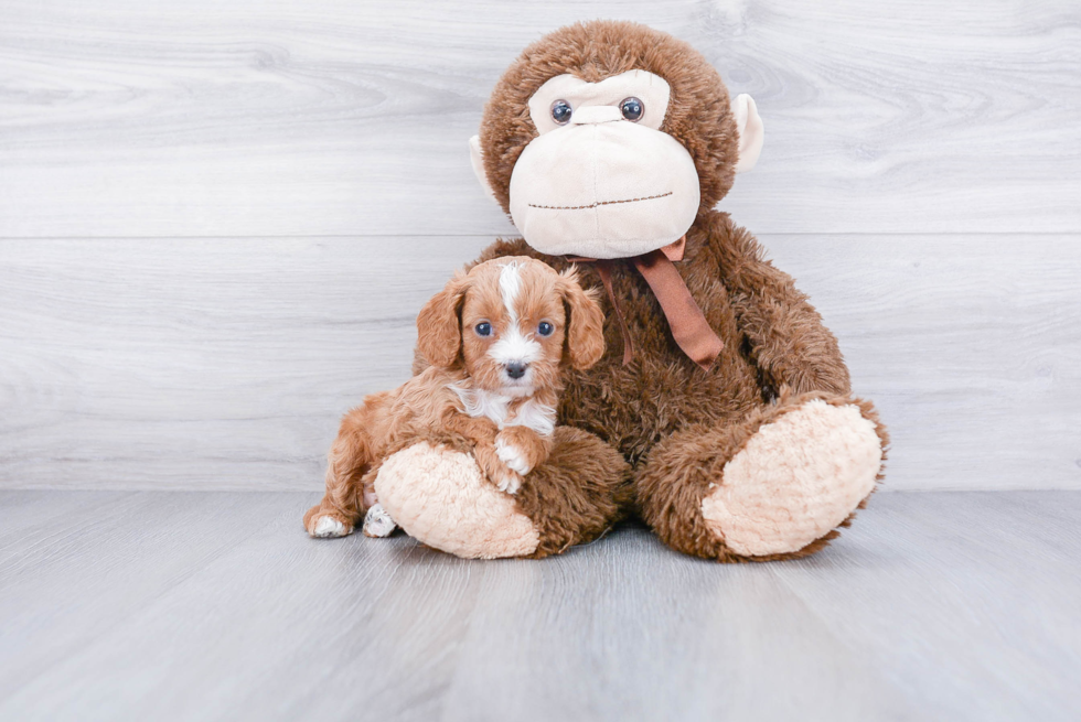 Best Cavapoo Baby