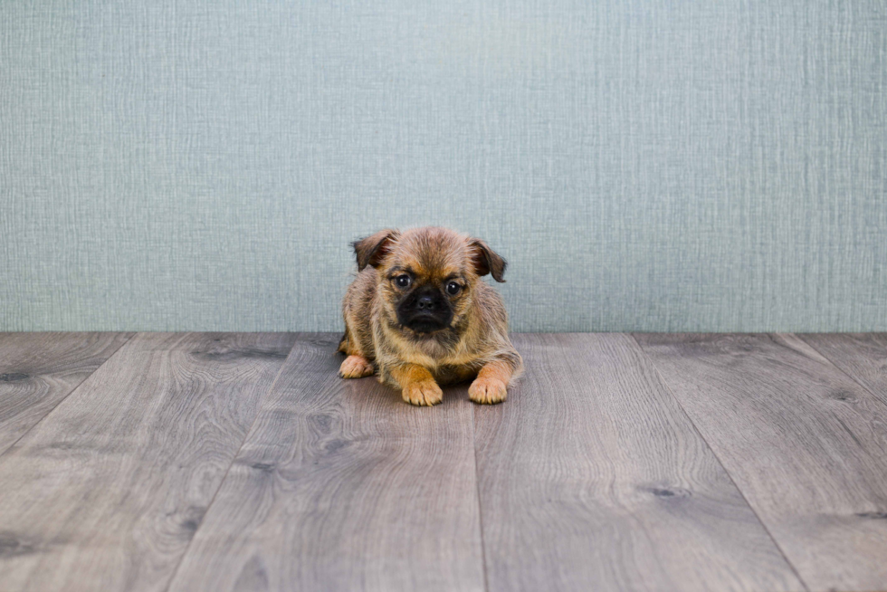 Cute Brussels Griffon Mix Pup