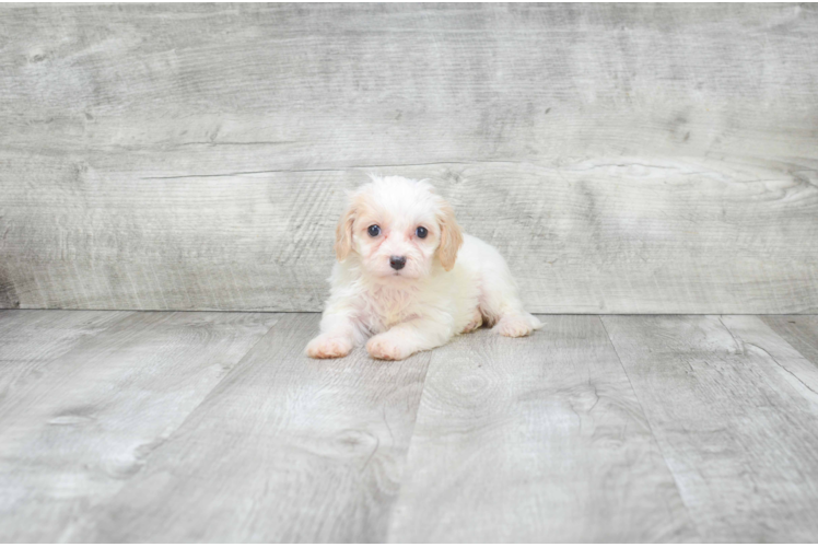 Sweet Cavachon Baby