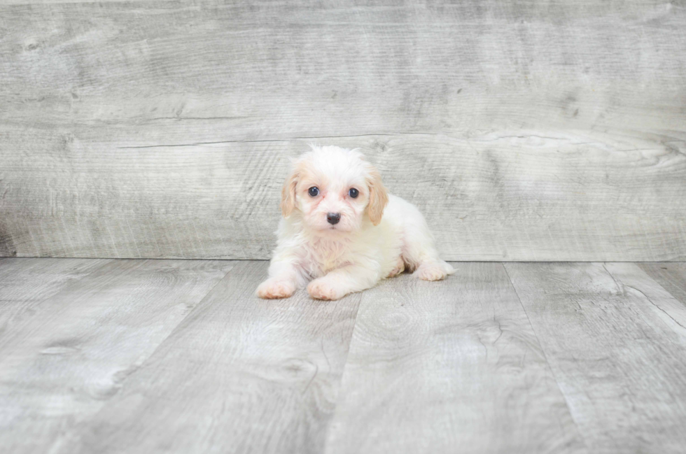 Sweet Cavachon Baby