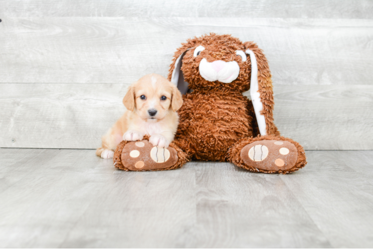 Funny Cavachon Designer Pup