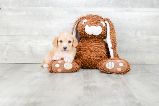 Funny Cavachon Designer Pup