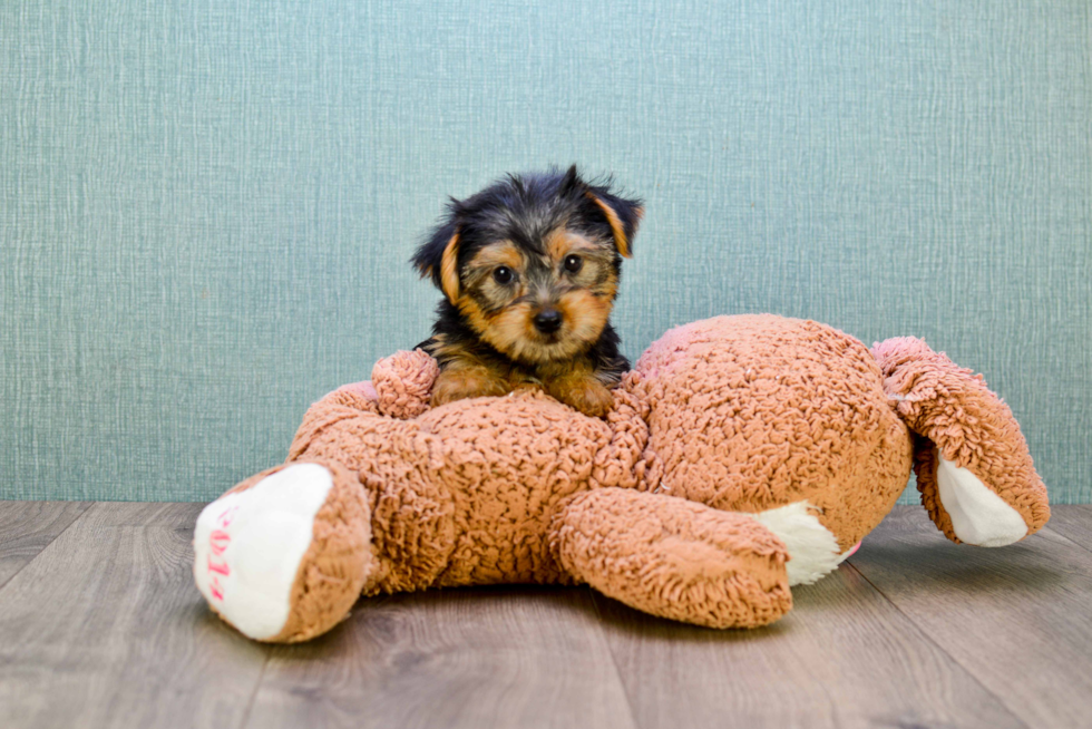 Meet Jeremy - our Yorkshire Terrier Puppy Photo 