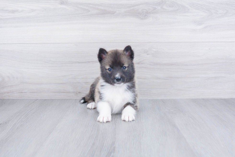 Popular Pomsky Designer Pup