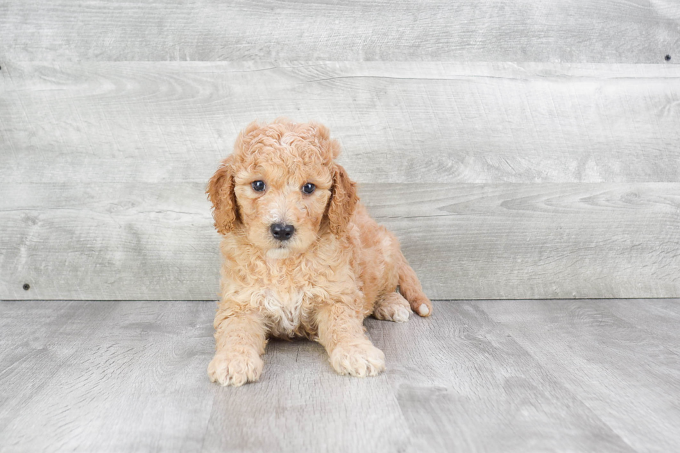 Best Mini Goldendoodle Baby