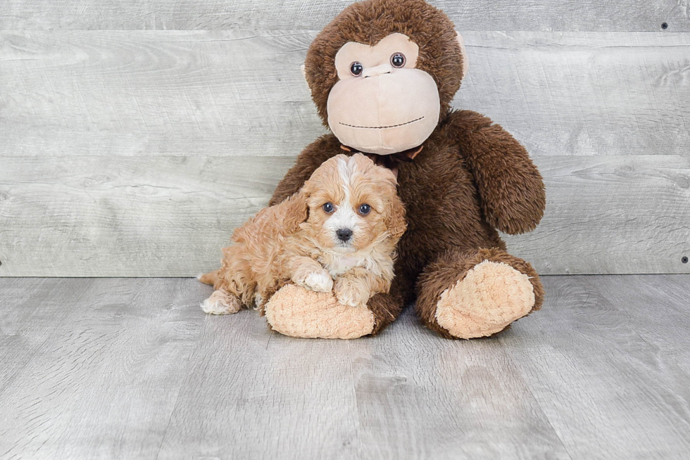 Cavapoo Pup Being Cute