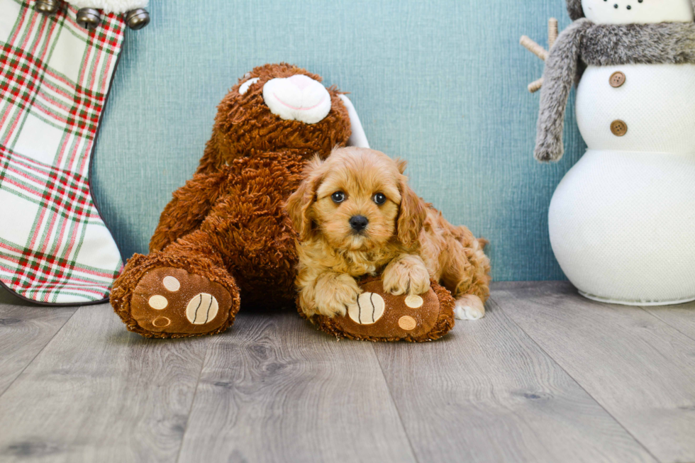 Small Cavapoo Baby