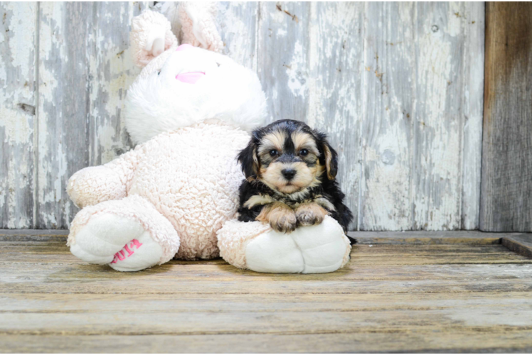 Funny Morkie Designer Pup
