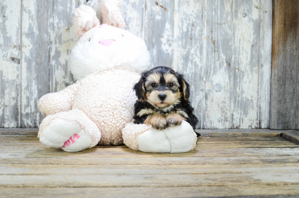 Funny Morkie Designer Pup