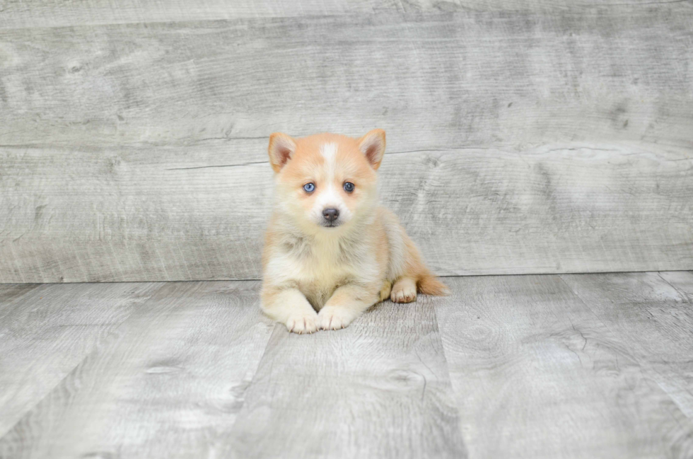 Pomsky Puppy for Adoption