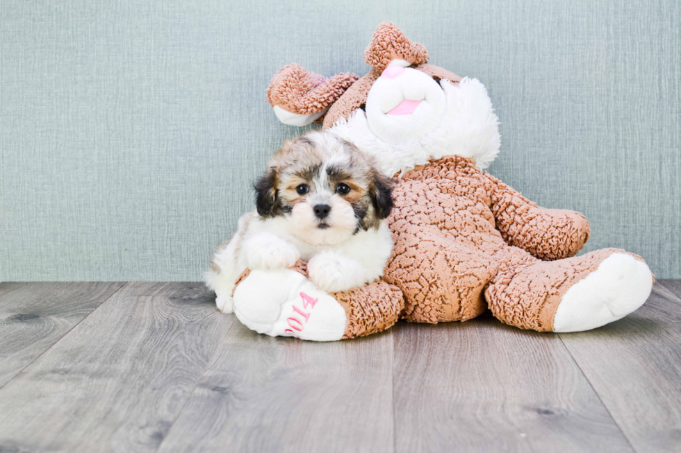 Energetic Shichon Designer Puppy