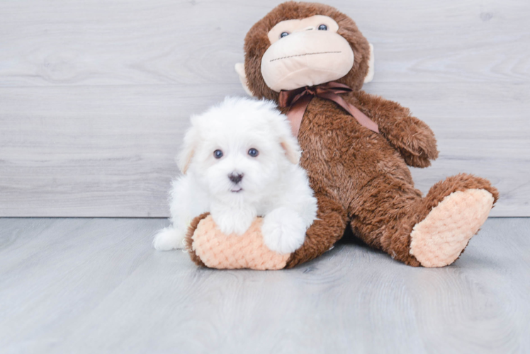 Havanese Pup Being Cute