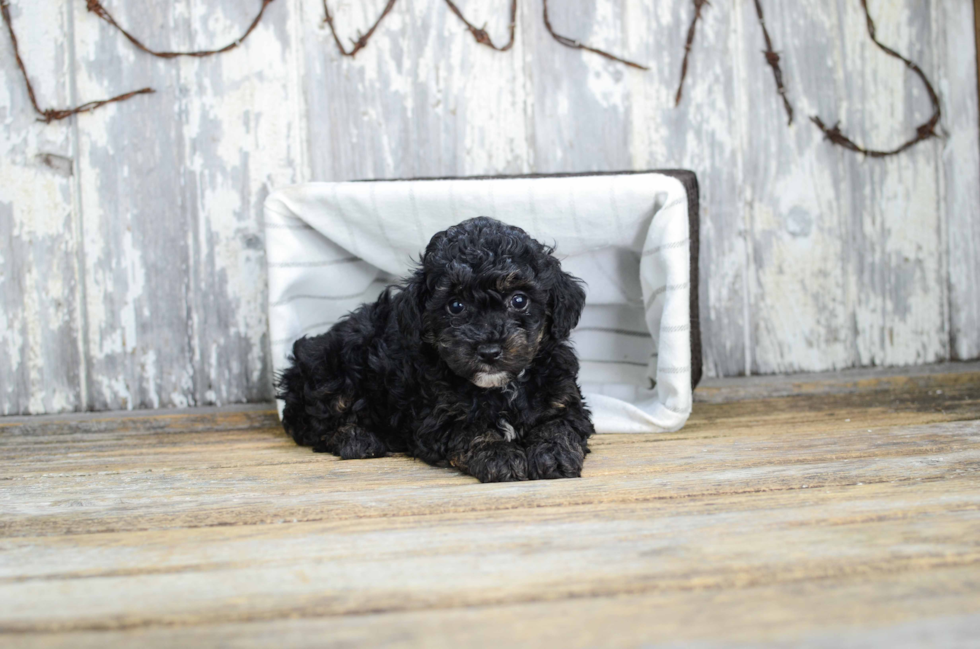 Hypoallergenic Yorkie Doodle Poodle Mix Puppy