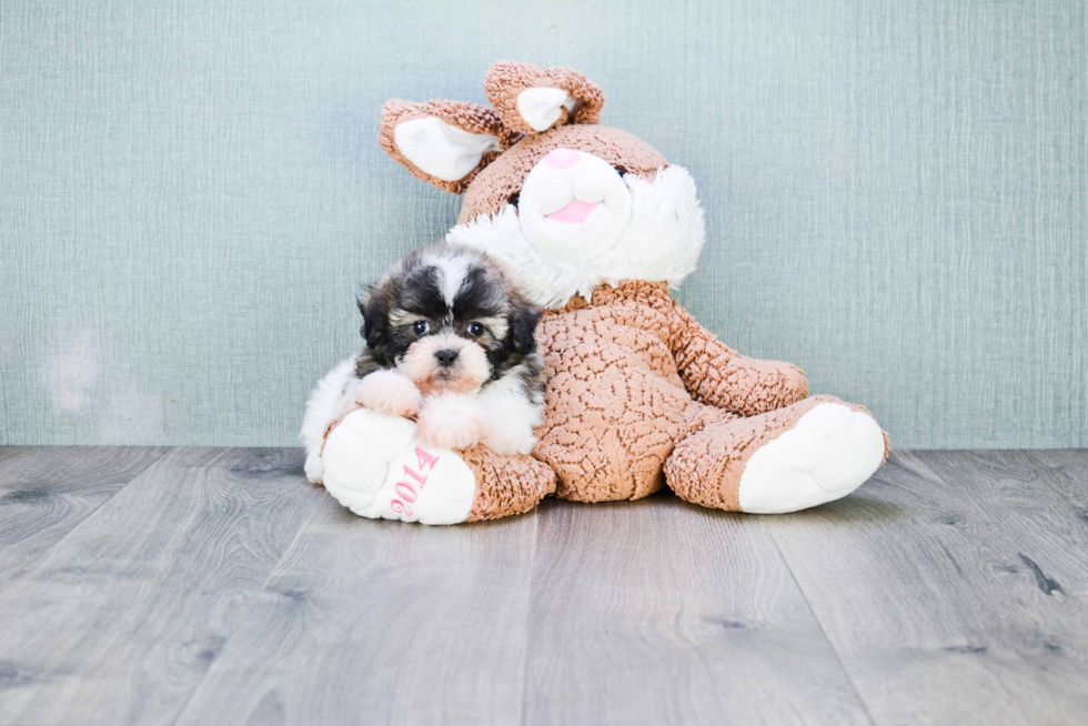 Teddy Bear Pup Being Cute