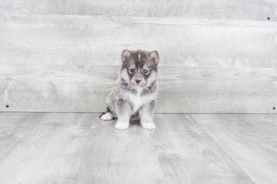 Best Pomsky Baby