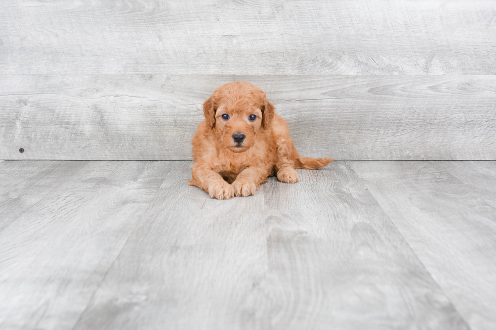 Mini Goldendoodle Puppy for Adoption