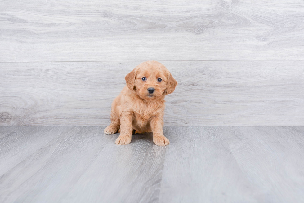 Best Mini Goldendoodle Baby