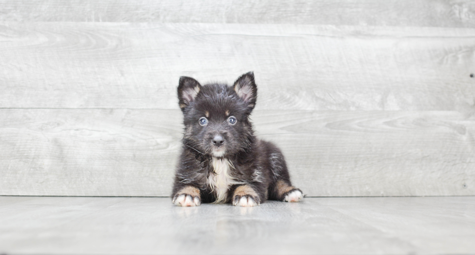 Smart Pomsky Designer Pup